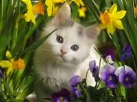 white-cat-in-flowers-pic_zps5699e7c2.jpg
