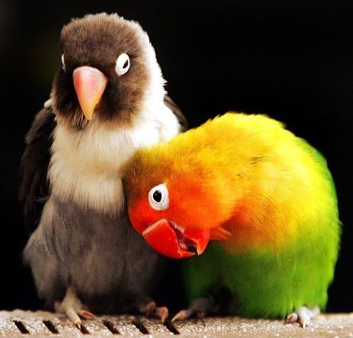 http://i209.photobucket.com/albums/bb13/Clue_in/lbirds.jpg
