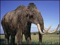 Mamut Mamut