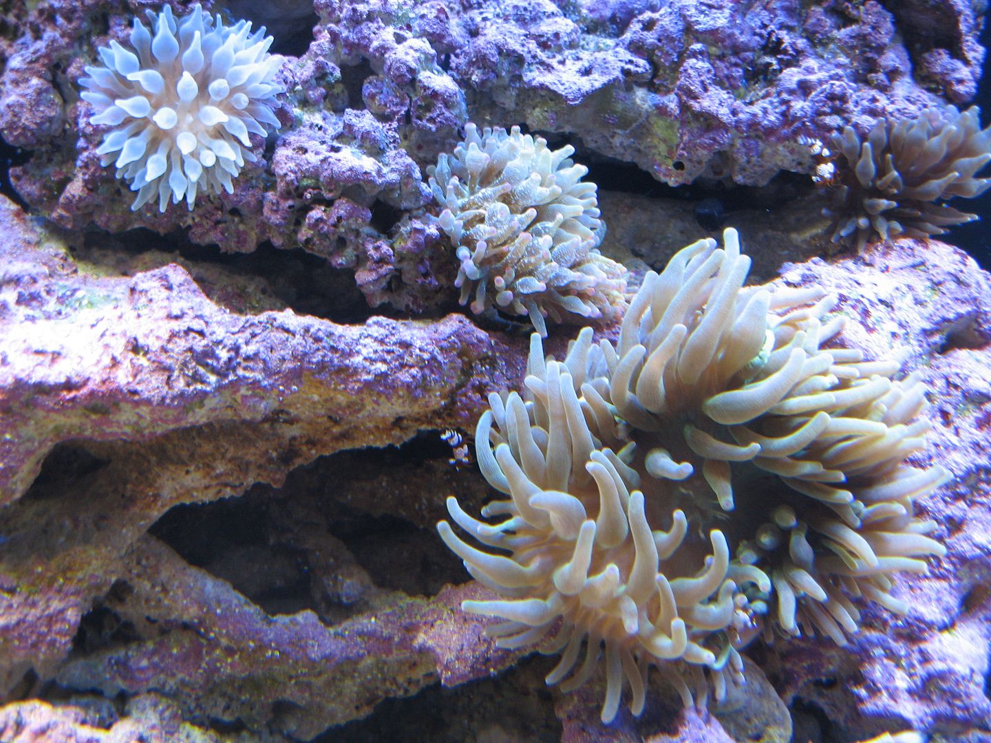 Aquarium_BTAs_12MAY2012.jpg