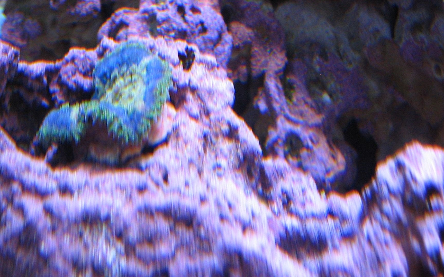Aquarium_BlueMaxiMiniJustIn_02MAY2012.jpg