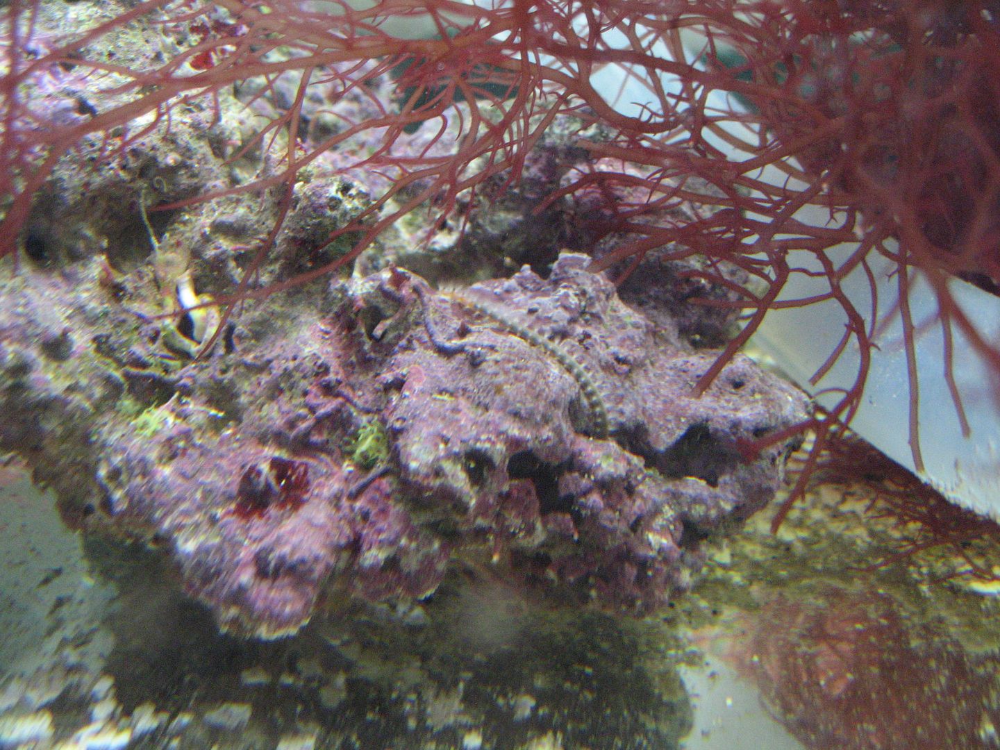 Aquarium_Bristleworm1_06APR2012.jpg