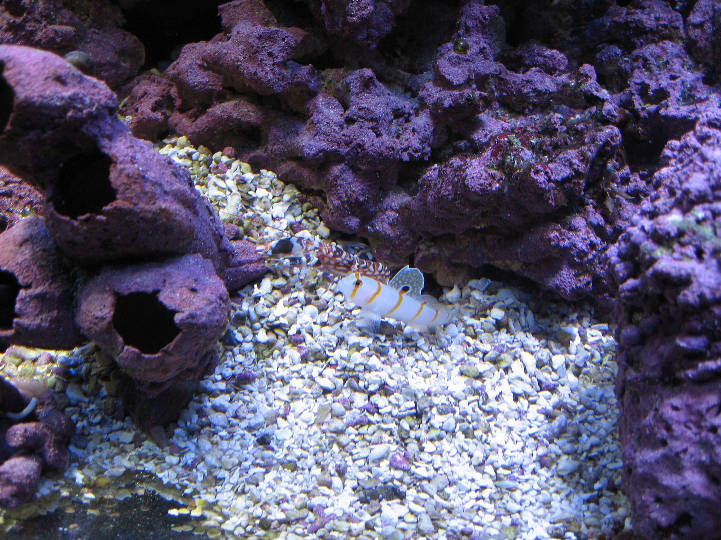 Pistol Shrimp Pictures