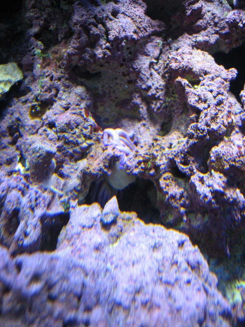 Aquarium_Condy1_02MAY2012.jpg