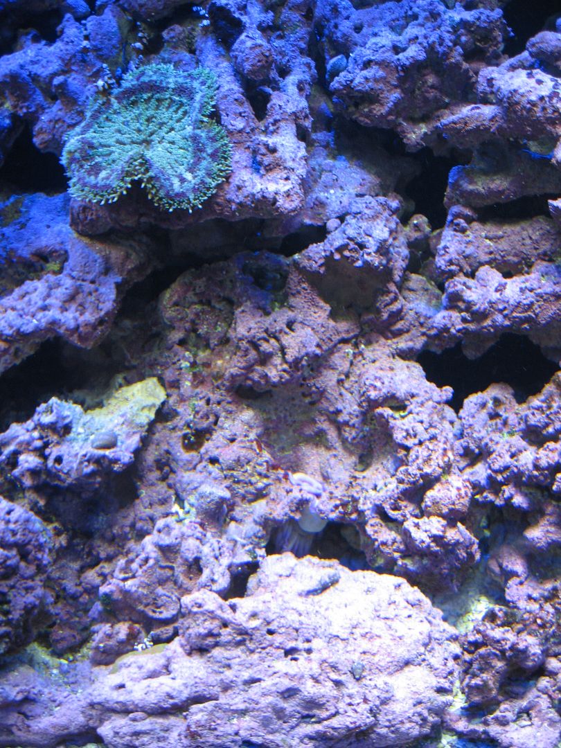 Aquarium_Condy2_02MAY2012.jpg