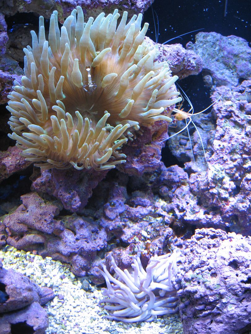 Aquarium_CondyBTA_03MAY2012.jpg