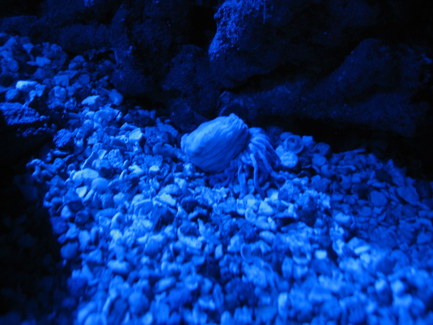 Aquarium_CondyLate_03MAY2012.jpg