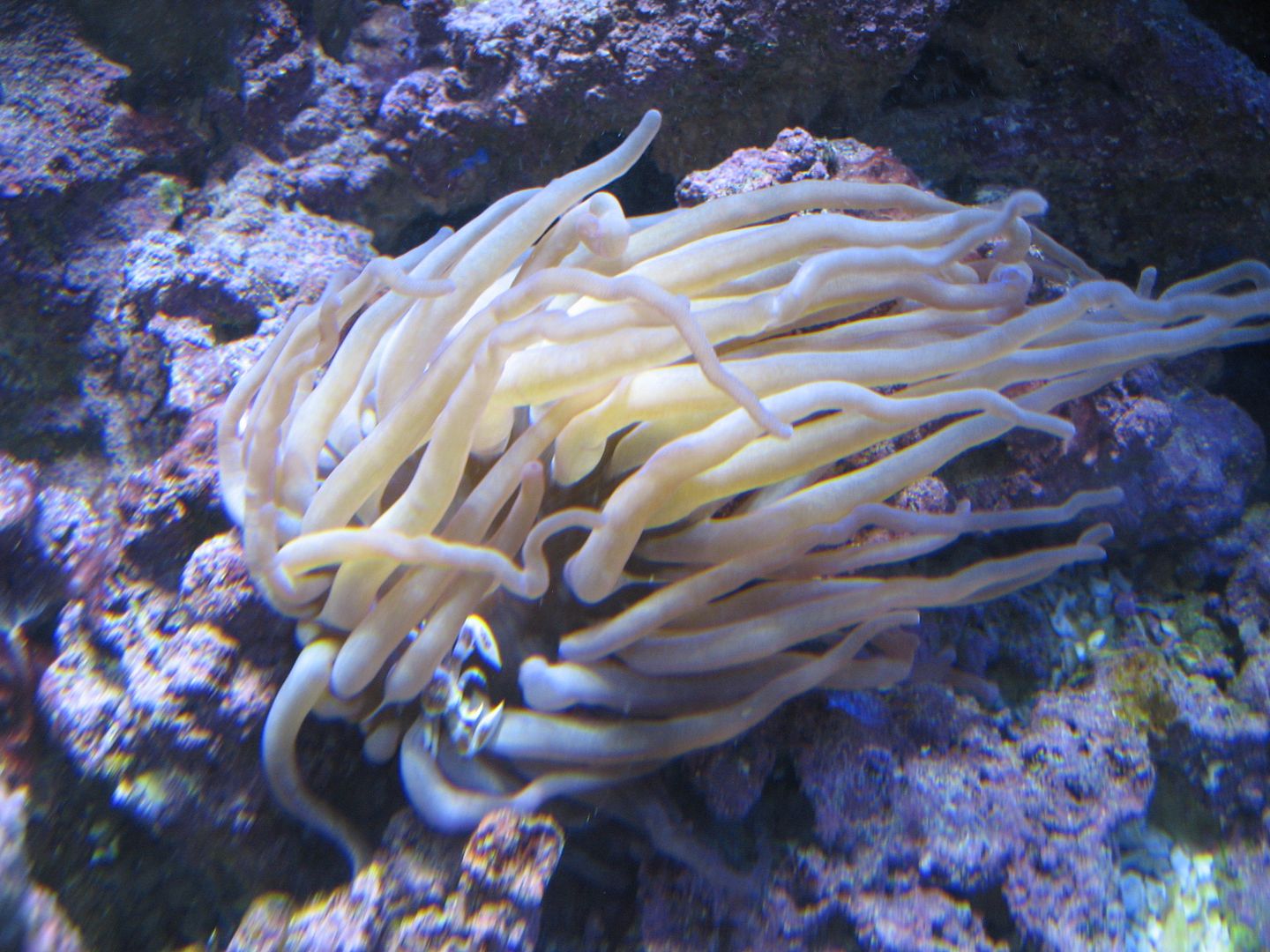 Aquarium_CrabInPurpleCondy_12JUN2012_zpsb0c8cabd.jpg