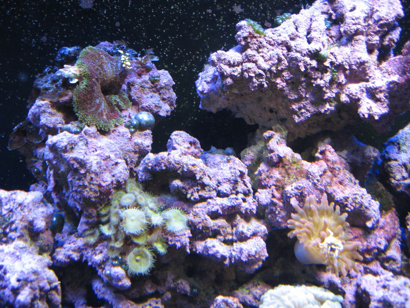 Aquarium_CrabsInNemsLeftDT_02SEP2012_zpsf06a2b30.jpg