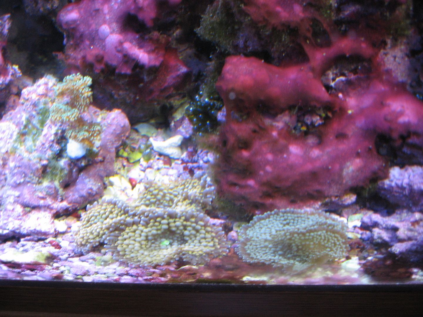 Aquarium_CyanoBottomLeftDT_17FEB2013_zps