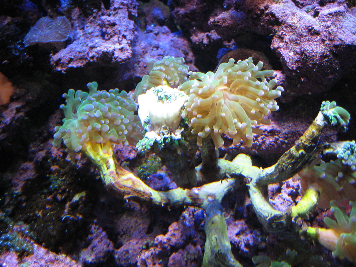 Aquarium_DamagedFrogspawnClose1_07DEC201