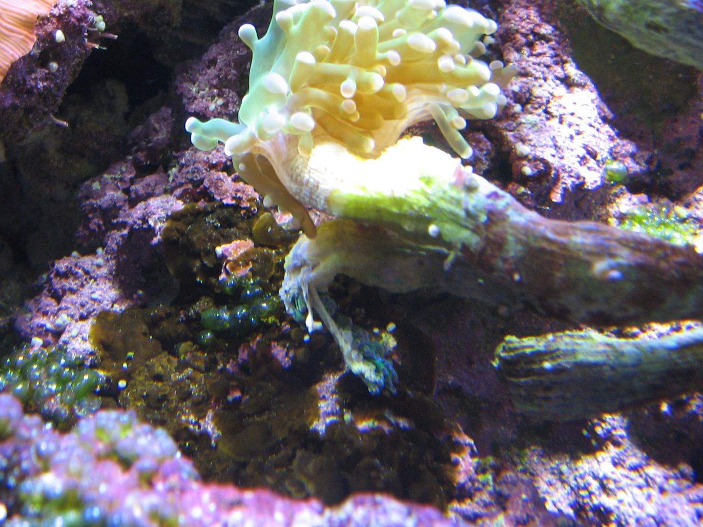 Aquarium_DamagedFrogspawnHead_30NOV2012.