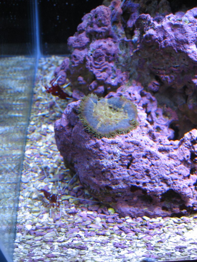 Aquarium_FireShrimpAndBlueMMCA1_03MAY2012.jpg