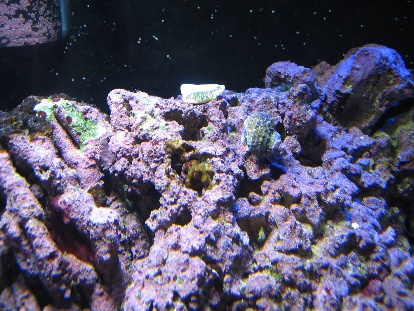 Aquarium_LastChiton_03MAY2012.jpg