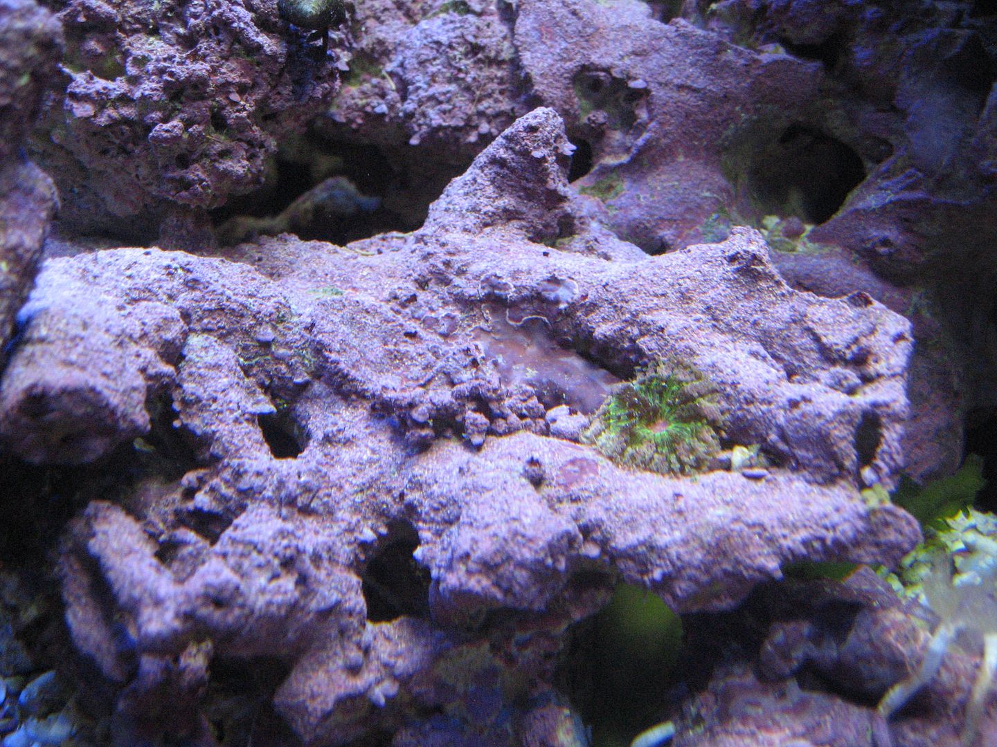 Aquarium_LoneMMCA_16APR2012-1.jpg