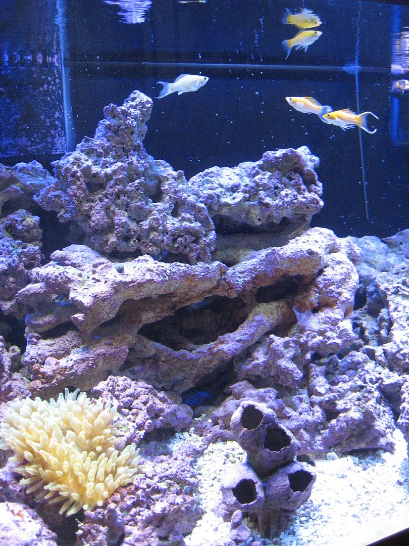 Aquarium_Mollies_17APR2012.jpg