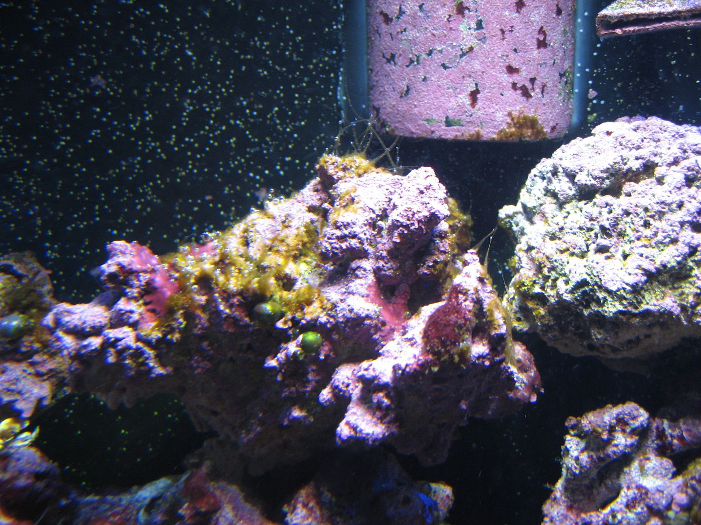 Aquarium_NastyDinoMiddleDT_14JUL2012_zps