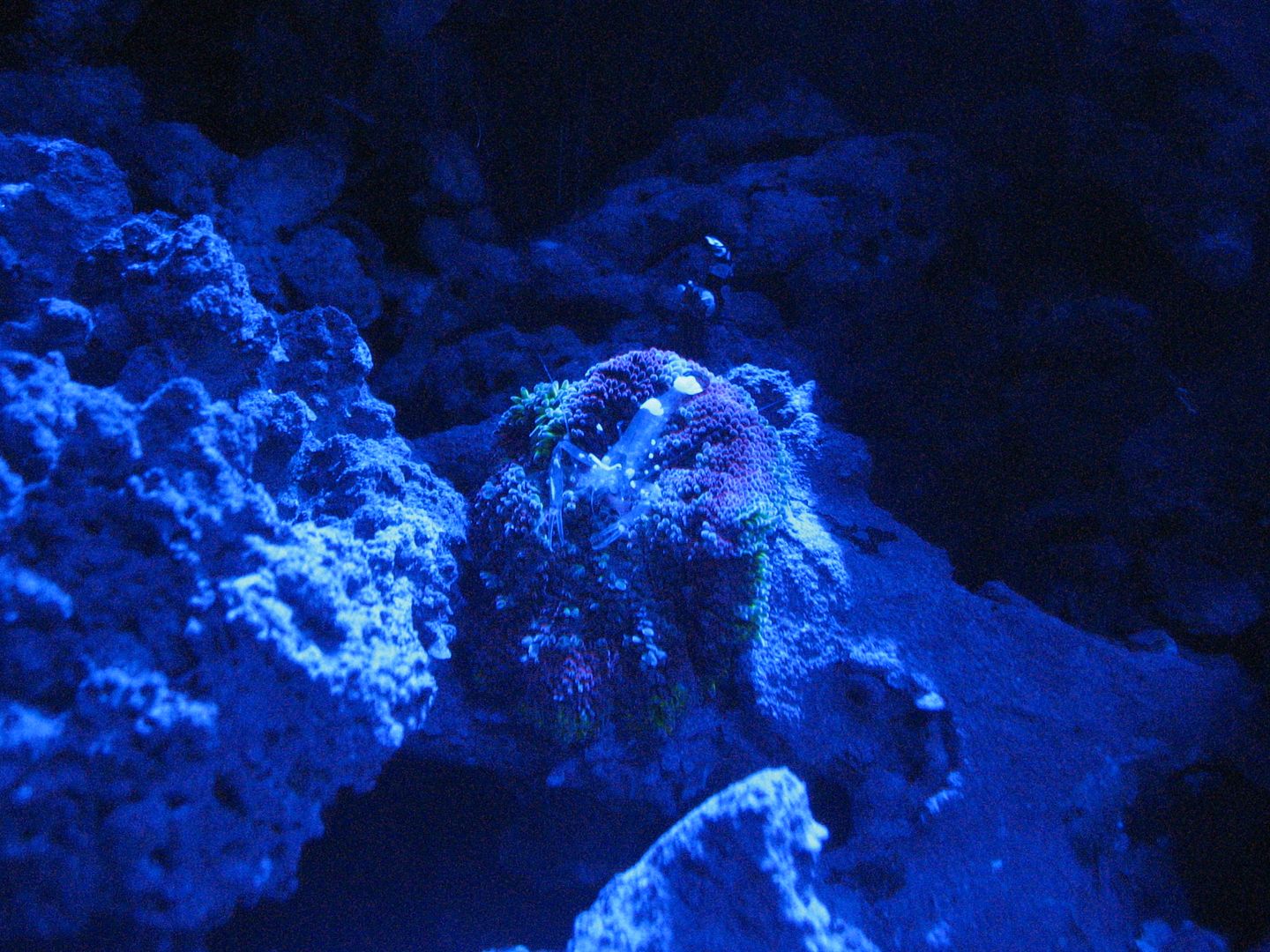 Aquarium_NewMMCAandAnemoneShrimpTogether_17APR2012.jpg