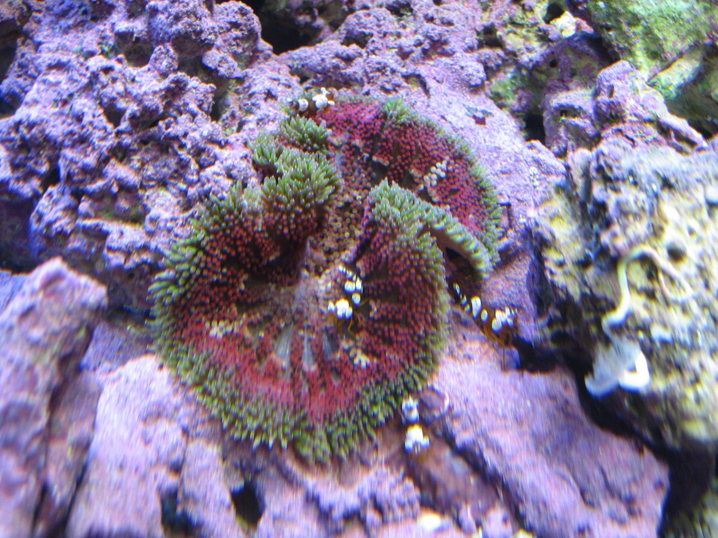 Aquarium_NewMMCAout_23APR2012.jpg