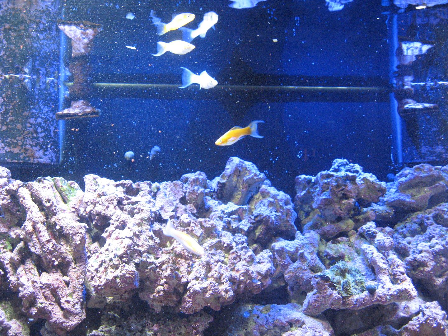 Aquarium_NewMollies5_16APR2012.jpg