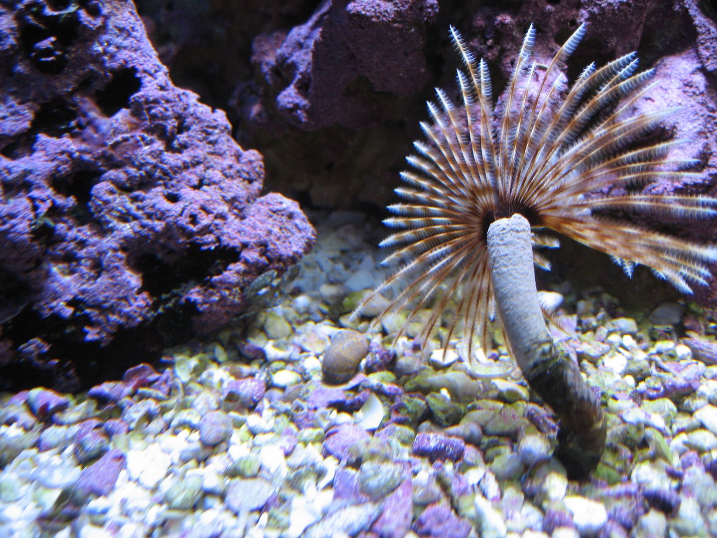 Aquarium_OnePorcCrabWorking_03MAY2012.jpg