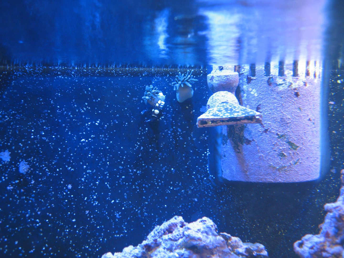Aquarium_PeacockTailOnBTAclones_25AUG2012_zpsbf2dbf46.jpg