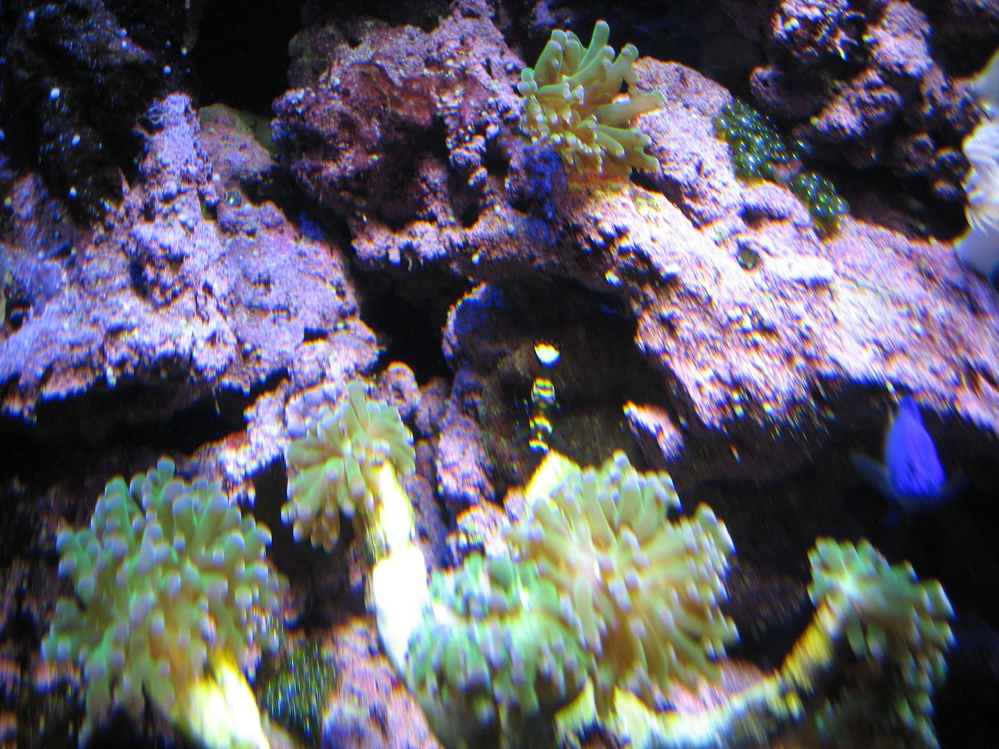 Aquarium_PeacockTailOnGreenMMCA_05DEC201