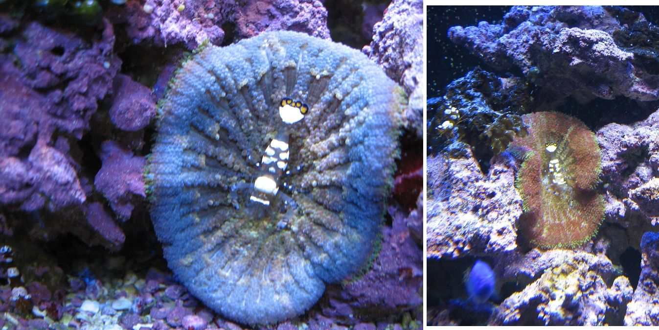 Aquarium_PeacockTail_Collage_27FEB2013_z
