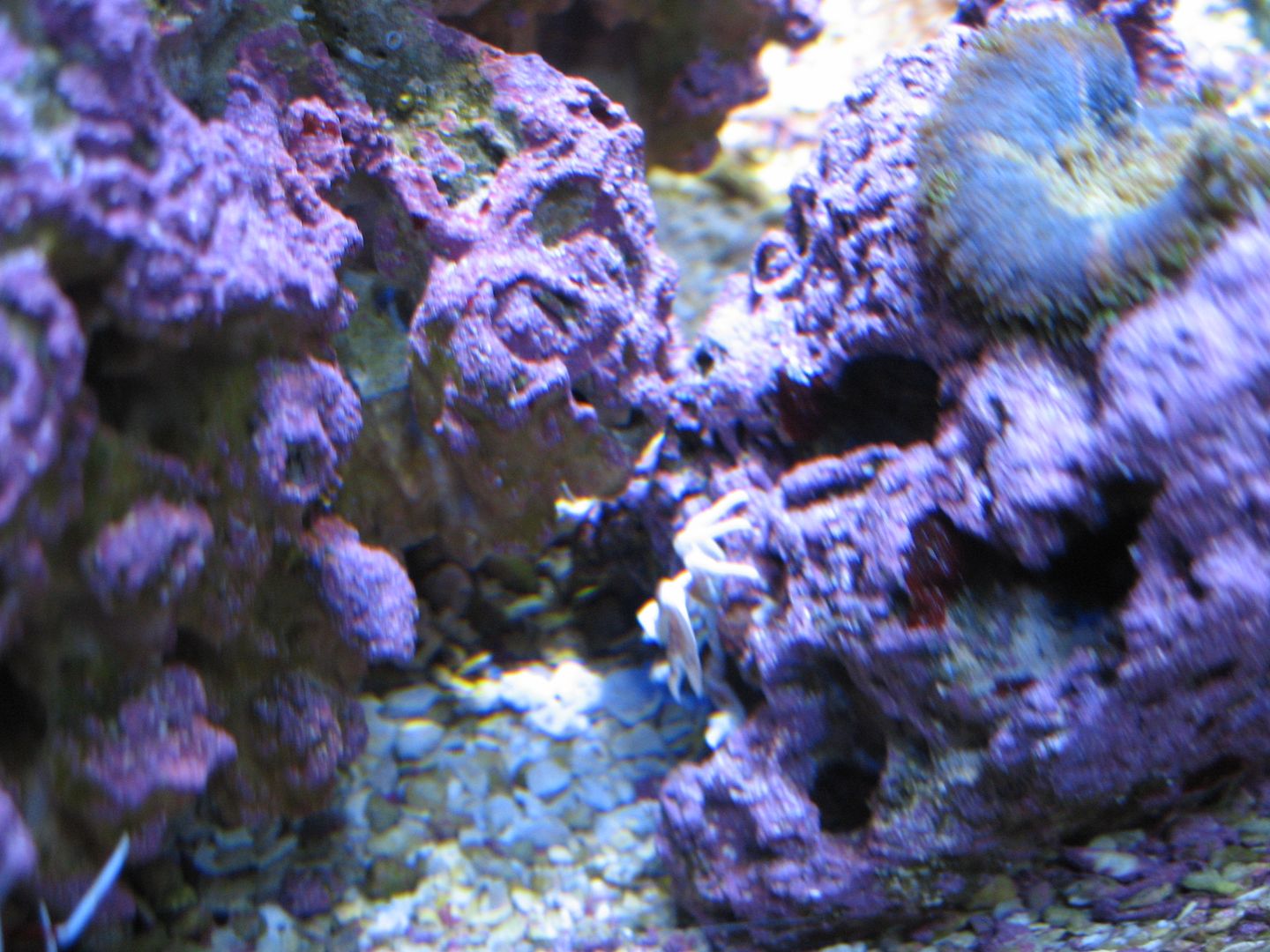 Aquarium_PorcelainAnemoneCrab2_03MAY2012.jpg