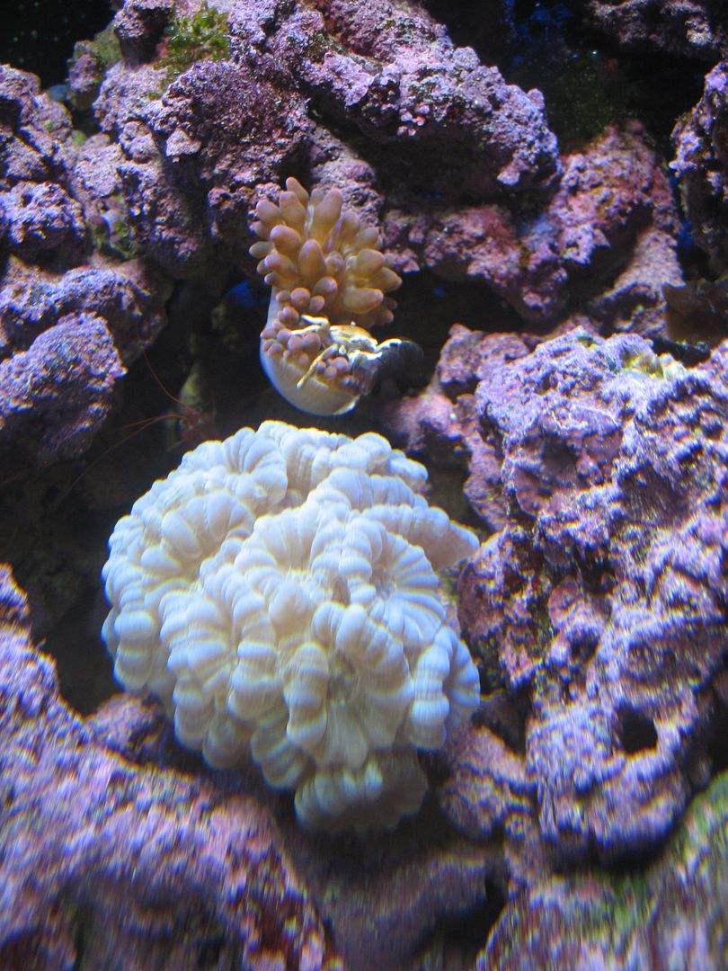 Aquarium_RBTAandCandyCane_23AUG2012_zps4