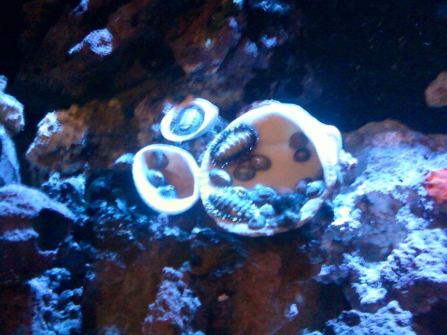 Aquarium_ReefCleaners1_16MAY2012.jpg