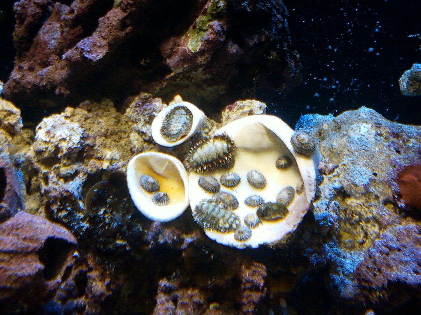 Aquarium_ReefCleaners2_16MAY2012.jpg