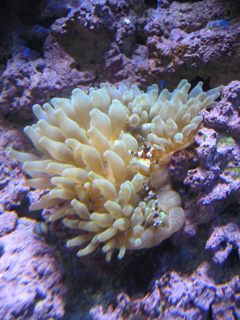 Aquarium_SexiesOnYellowBTA_18APR2012.jpg