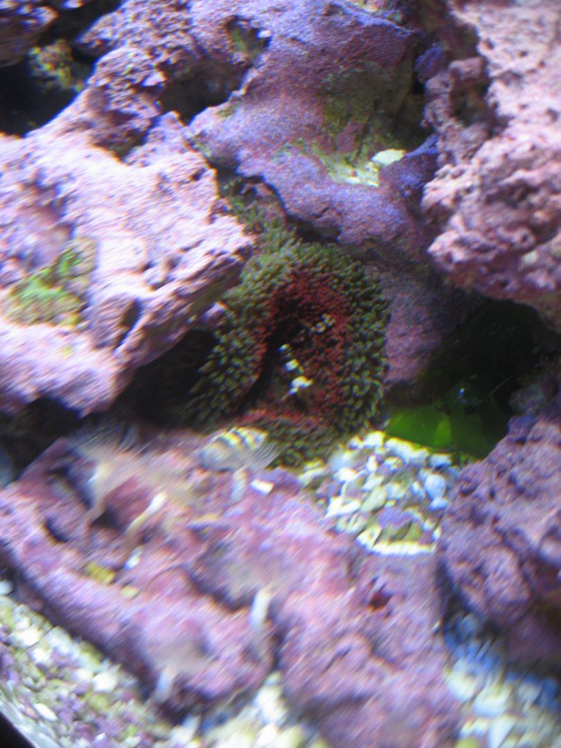 Aquarium_SexyInMiddleOfNewMMCA_19APR2012.jpg