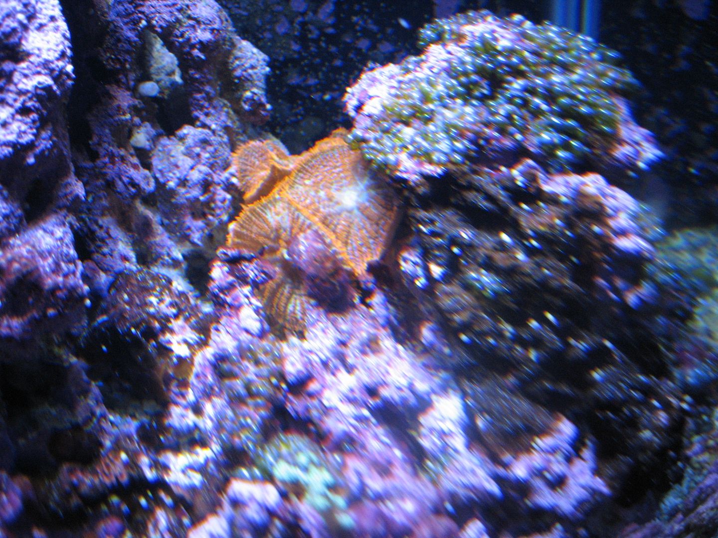 Aquarium_SupermanShroomsClose_07DEC2012.