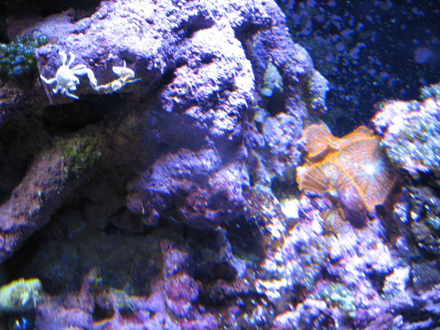 Aquarium_SupermanShrooms_07DEC2012.jpg