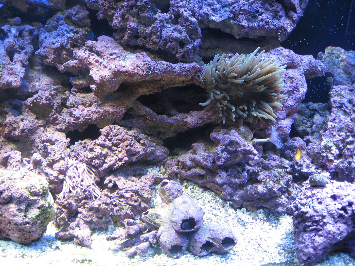 Aquarium_TankRight_10MAY2012.jpg
