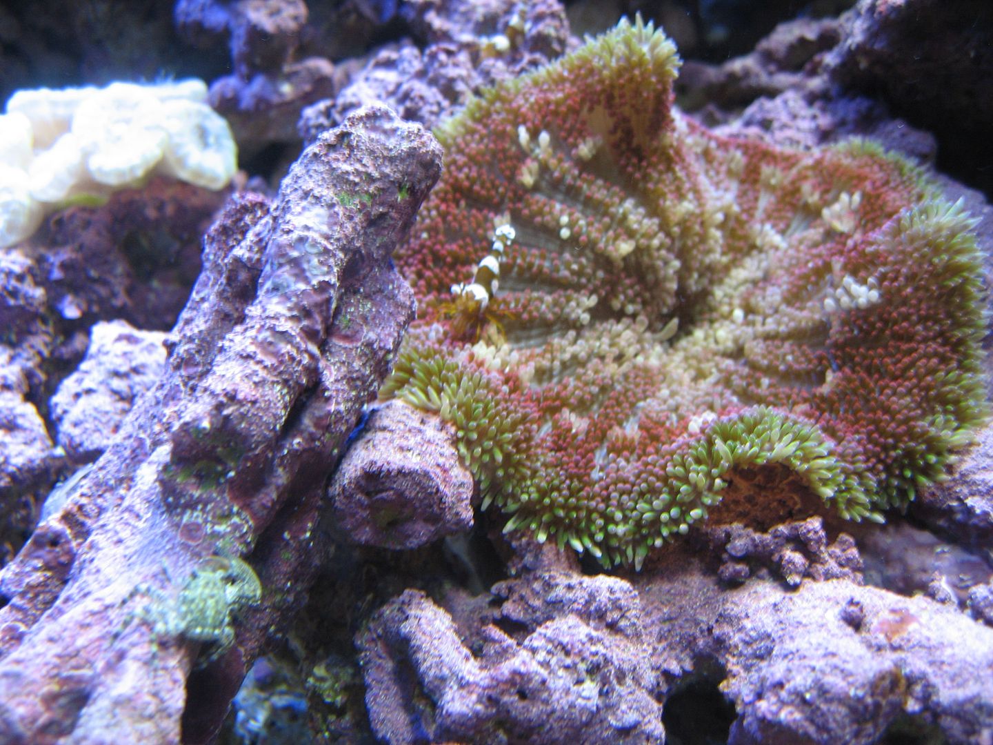 Aquarium_ThreePorcCrabsWorking_03MAY2012.jpg