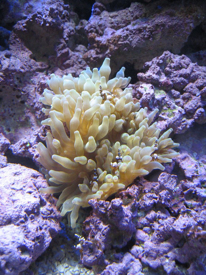 Aquarium_YBTAandSexies_16APR2012.jpg