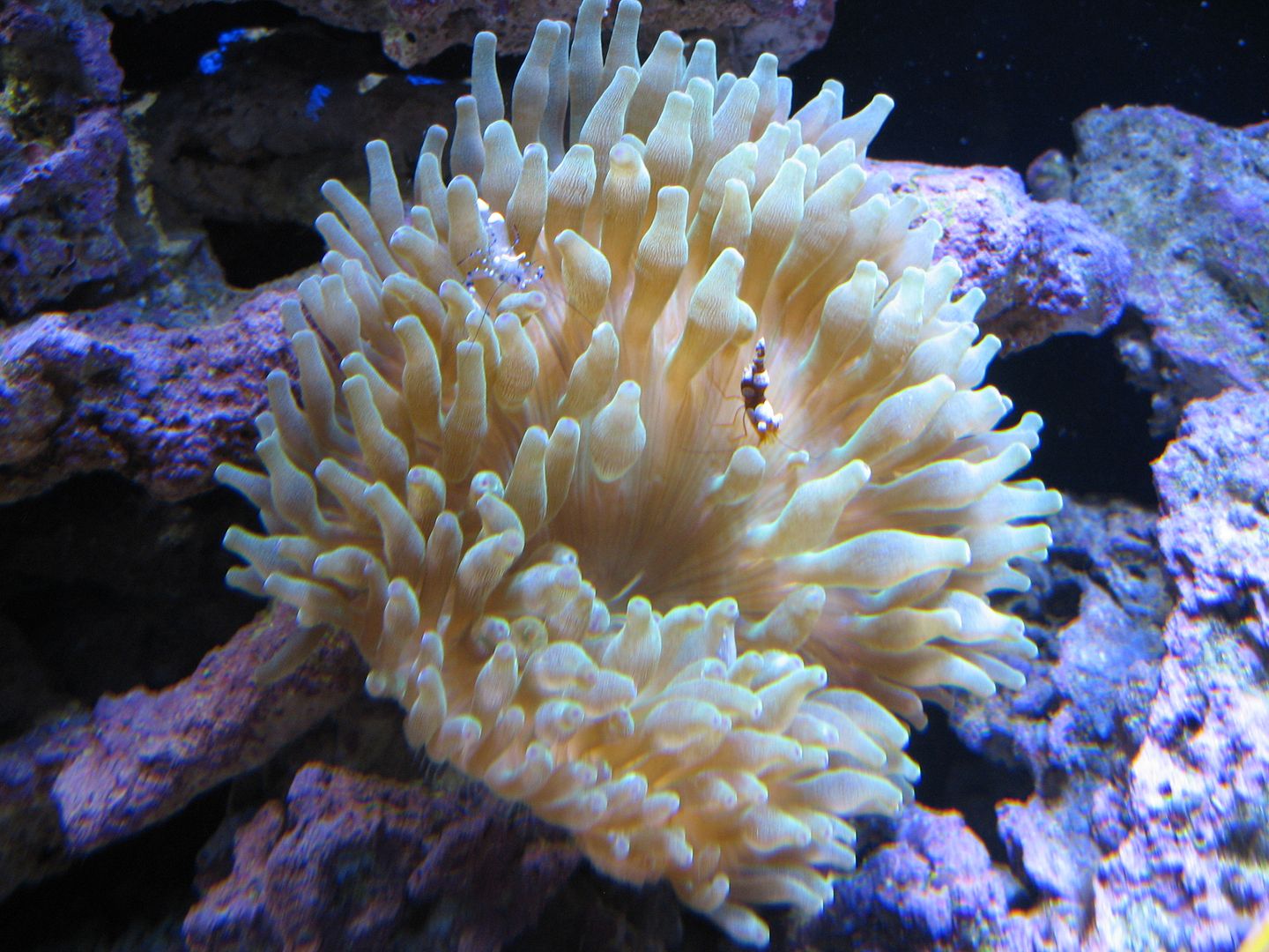 Aquarium_YBTAandWhiteSpotAndSexy1_22APR2012.jpg