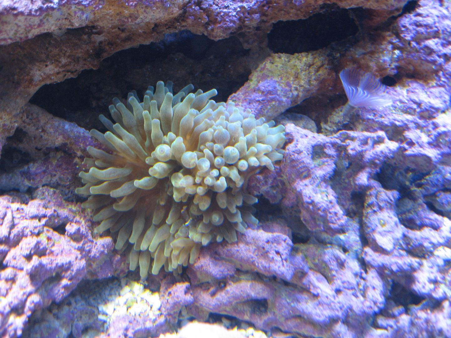 Aquarium_YellowBTAandWhiteSpot2_20APR2012.jpg