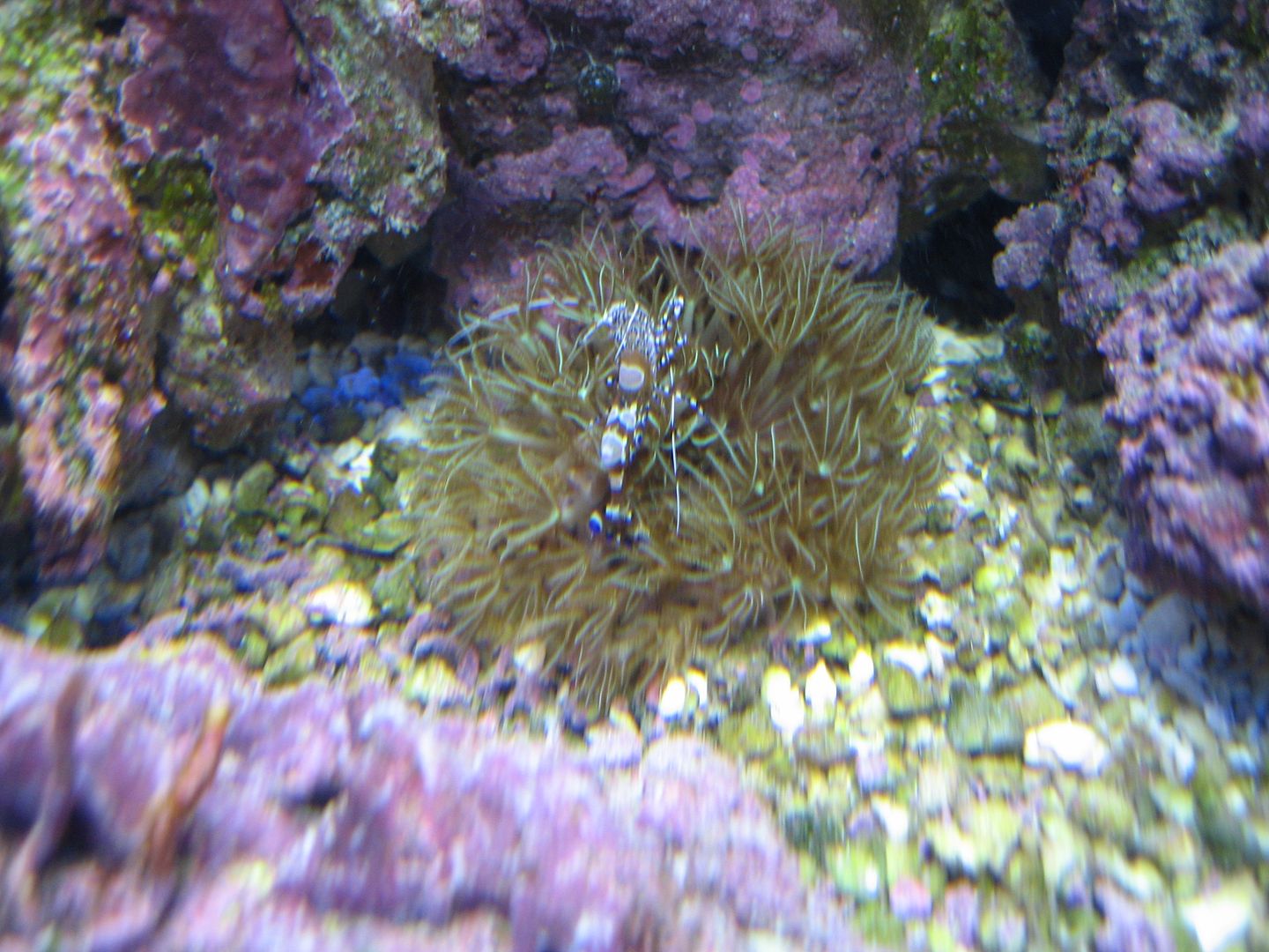 Aquarium_YucatanicusShrimpOnGSPs_14JUN20