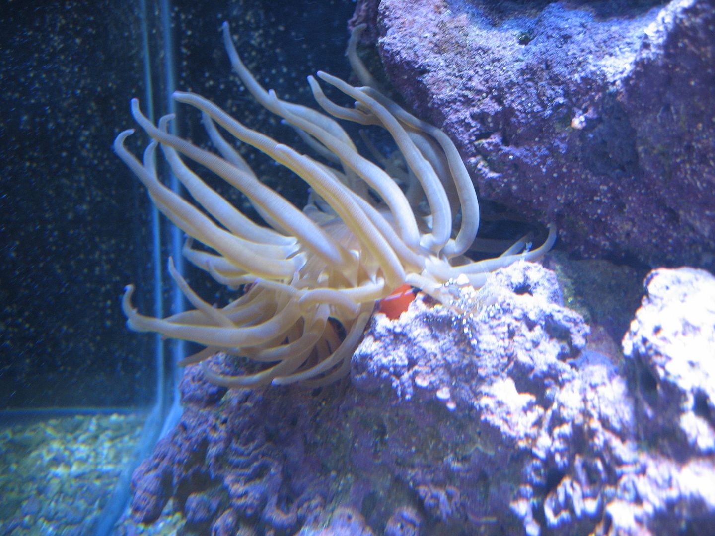 Aquarium_YucatanicusShrimpOnPinkCondy_12