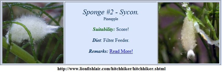 ScyphaSyconSponges_LionFishLair.jpg