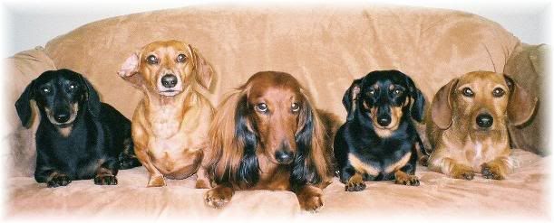 wallpaper colo colo. the dachsund five Wallpaper