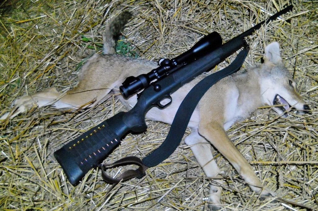 Coyote-June20201202070011024x681.jpg