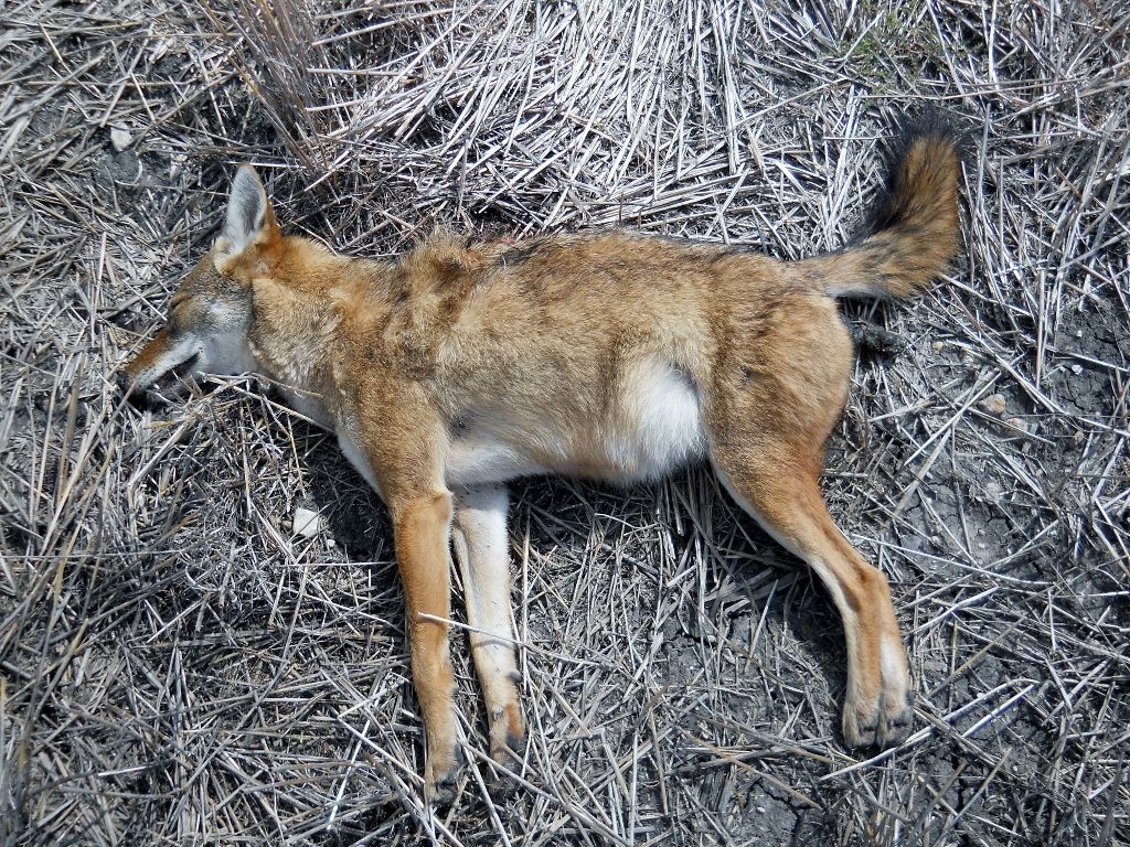 Coyote10-20-20120011024x768.jpg