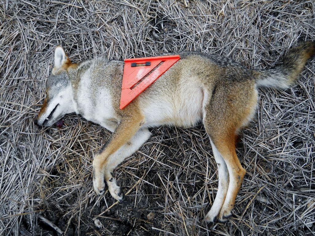 Coyote12-13-20120011024x768.jpg