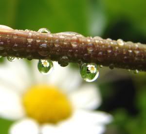 raindrops on flower photo: flower IN raindrop 643545_raindrops_with_flower_reflec.jpg