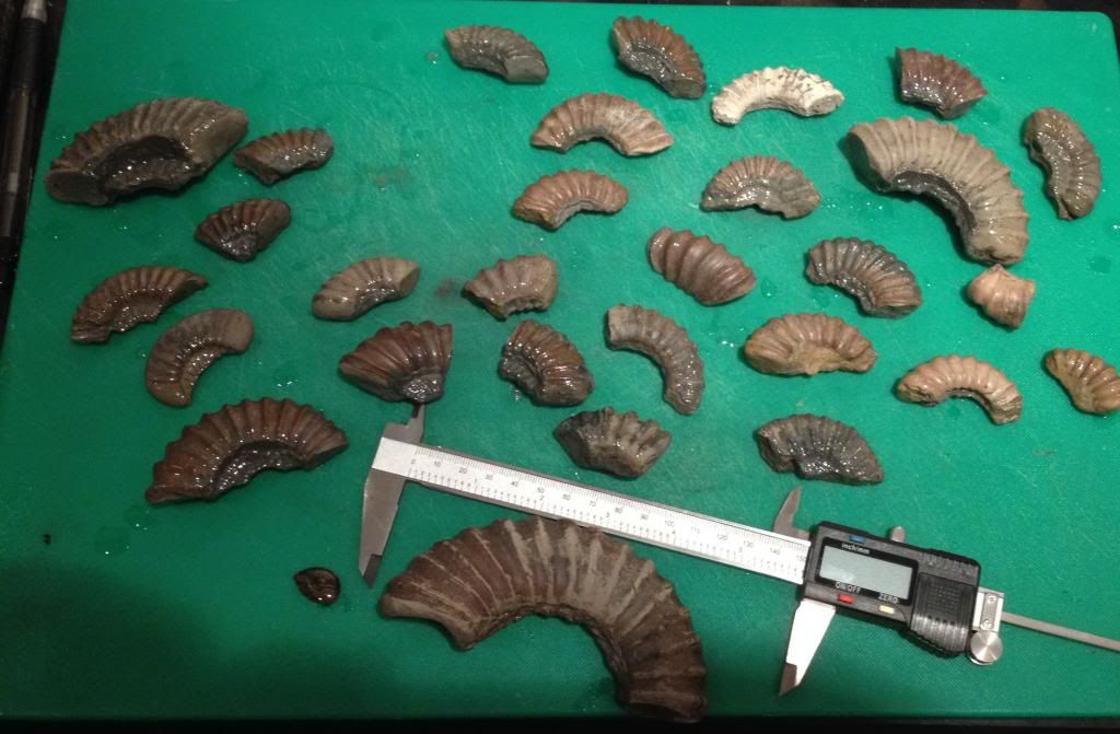 Bits and pieces from seaton Discuss Fossils